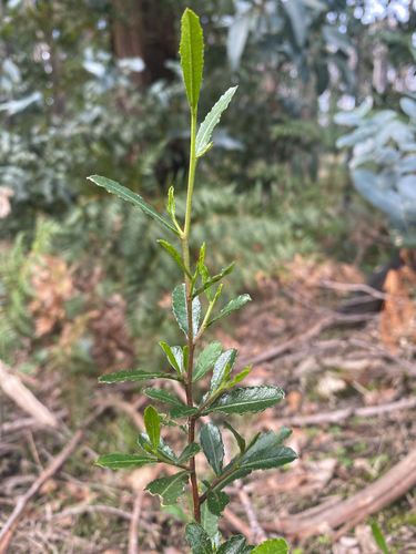 Dodonaea viscosa observed 2026-05-26