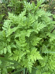 Tanacetum parthenium