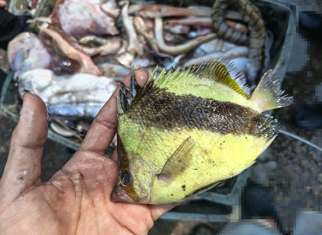 Guyote Butterflyfish