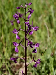 (c) fmunoz, some rights reserved (CC BY) Anacamptis laxiflora, photograph (c) fmunoz, some rights reserved (CC BY)