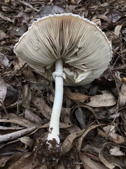 Macrolepiota dolichaula