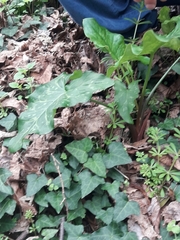 Arum italicum