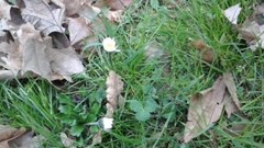 Bellis perennis