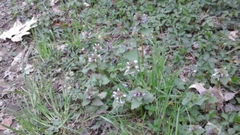 Lamium purpureum
