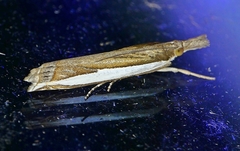 Crambus quinquareatus
