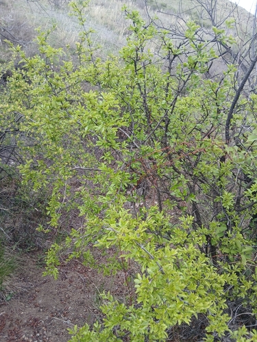 Rhamnus parvifolia, photograph 6