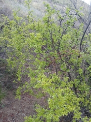 Rhamnus parvifolia, photograph (c) Святослав Власенко, some rights reserved (CC BY)