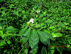 Costus afer, photograph (c) Philippe Hornus, some rights reserved (CC BY)