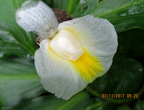 Costus afer, photograph 3