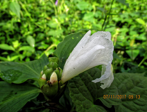 Costus afer, photograph 5