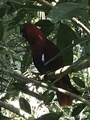 Eclectus roratus