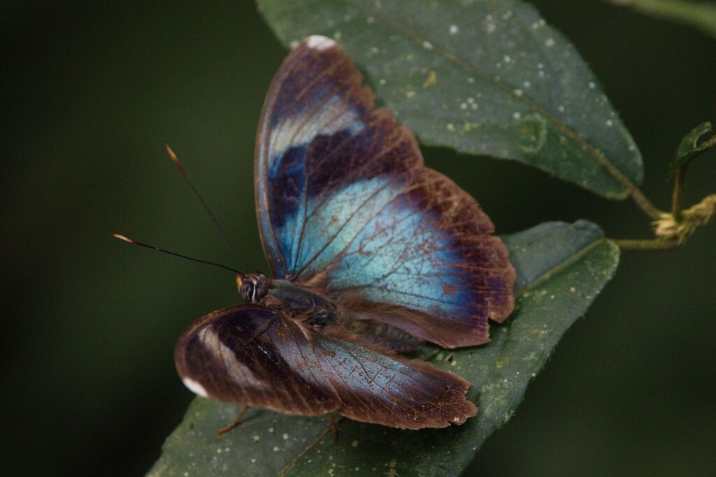 Euphaedra hollandi