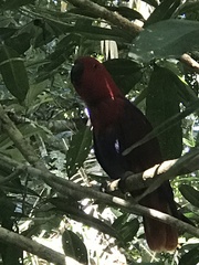 Eclectus roratus