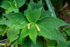Boehmeria splitgerbera