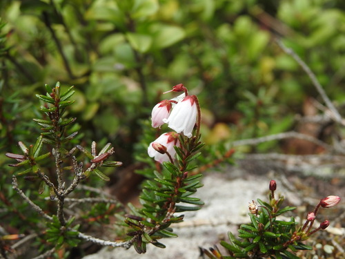 Phyllodoce nipponica iNat (3)