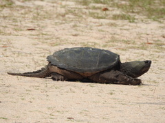 Chelydra serpentina image