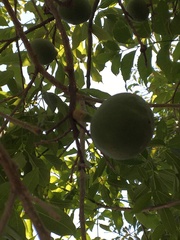 Casimiroa