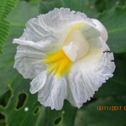 Costus afer (Costus afer)