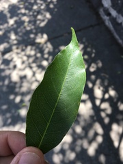 Casimiroa