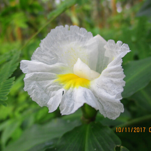 Costus afer, photograph 1