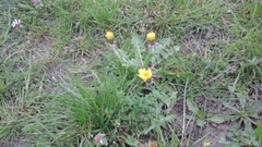 Taraxacum