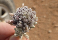 Teucrium mascatense