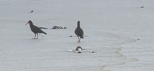iNaturalist image