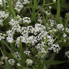 Limnosciadium pumilum