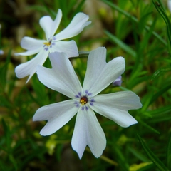Phlox subulata