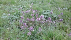 Lamium purpureum