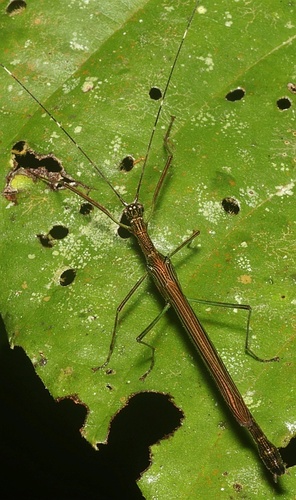 Prexaspes viridipes