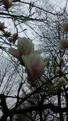 Magnolia × soulangeana