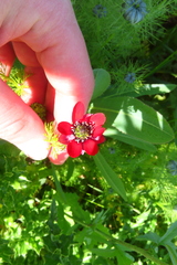 author not stated, no rights reserved Adonis annua, photograph author not stated, no rights reserved