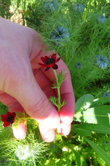 author not stated, no rights reserved Adonis annua, photograph author not stated, no rights reserved
