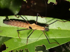 Pseudophasma scabriusculum