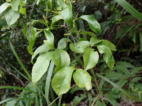 Gnetum parvifolium observed 2026-05-23