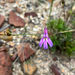 Lobelia coronopifolia