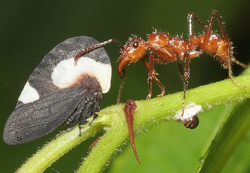 Membracis juncta