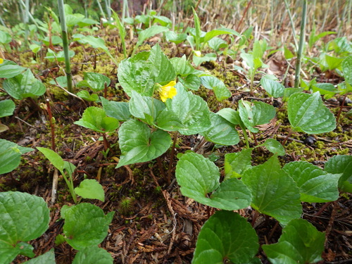 Viola brevistipulata iNat (3)