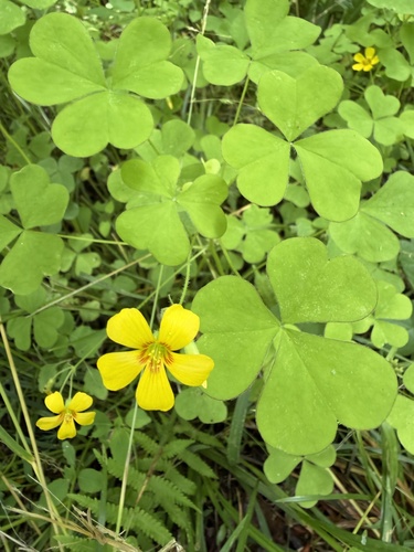 Oxalis grandis