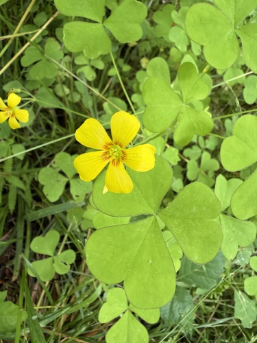 Oxalis grandis, photograph 2