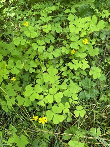 Oxalis grandis, photograph 3