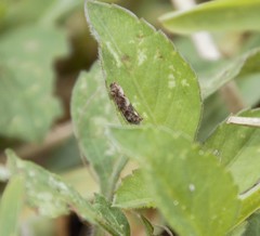 Lepidoptera