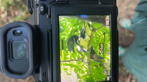 Trumpeter Hornbill