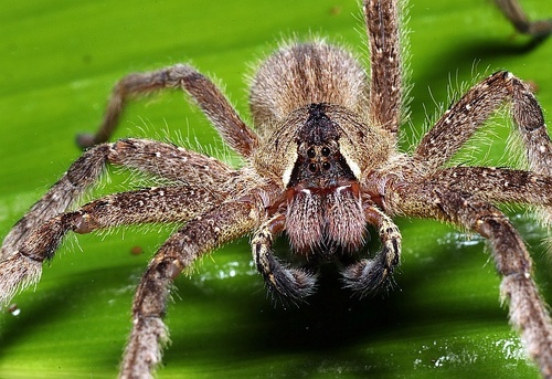 wandering spiders