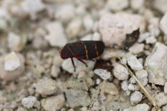 Prosapia bicincta