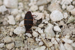 Prosapia bicincta