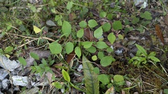 Corylopsis pauciflora