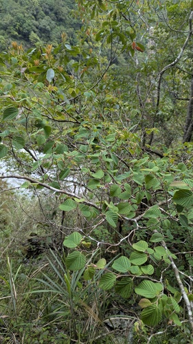 Corylopsis pauciflora, photograph 1
