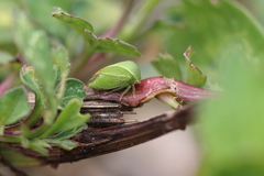 Ceresini